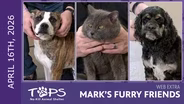 4/16/2026 | Jagger, Wally and Universe | Mark's Furry Friends Extra