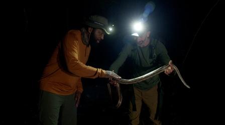 Video thumbnail: America Outdoors with Baratunde Thurston Night Herping in the Suwannee