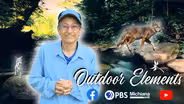 A Secret Look at Coyote Pups