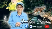 A Secret Look at Coyote Pups