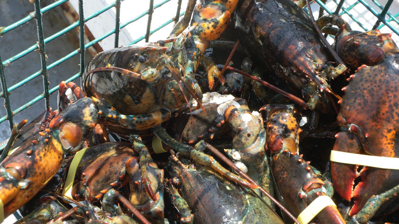 Rachel Zane Suits Season Stream Meghan Markle Is Back In Britain