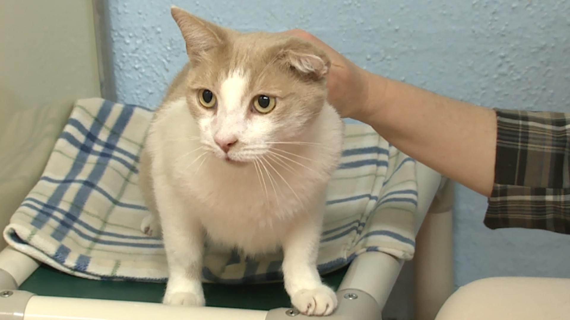 Video: Should Cat Declawing Be Illegal? | Watch New York NOW Online