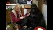 A Conversation with Koko