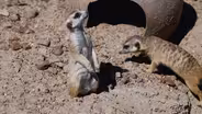 Meerkat