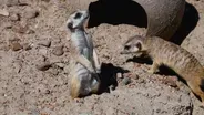 Meerkat