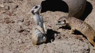 Meerkat