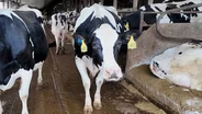 Biomethane: From Cow Manure to Clean Energy