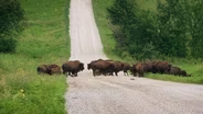 Neal Smith National Wildlife Refuge