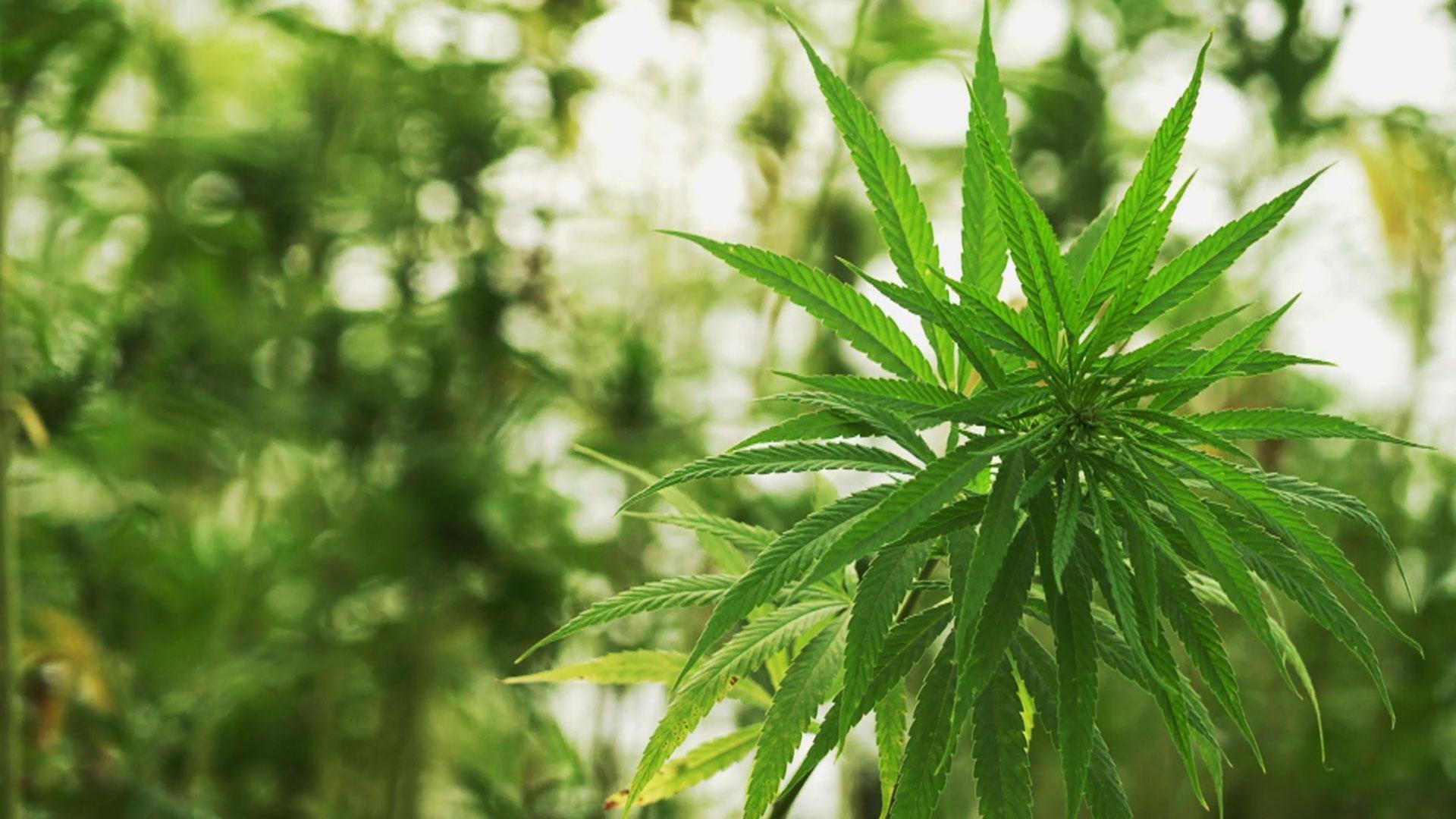 Sustainable farming protects the Bay, Hemp is the new cash crop, Fine wines and historic site.