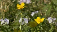 Volunteer Gardener 3120