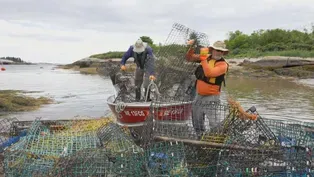 Why 'ghost gear' is being removed from the Gulf of Maine