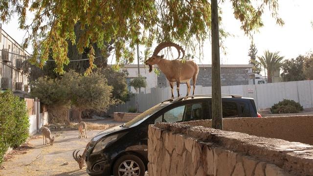 Big City Living For The Nubian Ibex