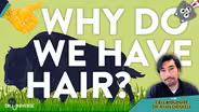 Why Do We Have Hair? With Dr. Driskell