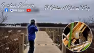 A Chorus of Chorus Frogs