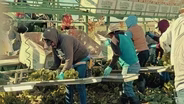 How is Climate Change Impacting the Nation's Largest Food Producer? (Preview)