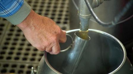 Video thumbnail: Autumnwatch New England Maple Syrup Tapping