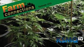Video thumbnail: Farm Connections Industrial Hemp, Fall nitrogen application, MN wheat