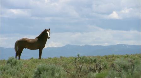 Video thumbnail: Outdoor Idaho Wild Horses