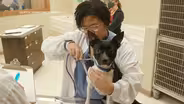Murray State Veterinary
