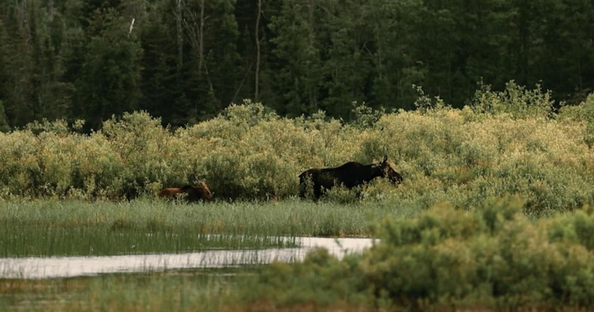 Prairie Sportsman | Gunflint Trail Guiding | Season 17 | Episode 2 | PBS