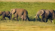 Inside Illicit Ivory and Rhino Horn Trade