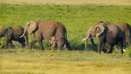 Inside Illicit Ivory and Rhino Horn Trade