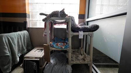 Video thumbnail: PBS NewsHour How the video game ‘Stray’ is helping rescue real-life cats