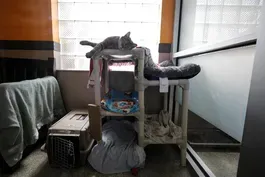 How the video game ‘Stray’ is helping rescue real-life cats