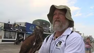 Shore officials hope birds of prey will scare the gulls away