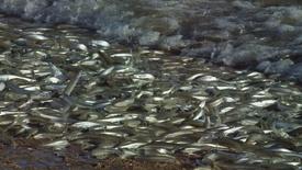 Grunions: asset-mezzanine-16x9