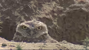 Rocky Mountain Arsenal National Wildlife Refuge (2000)