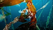 KELP FORST IN BROWNING PASSAGE - Extended Version