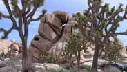 Walkin’ West – Joshua Tree Preview