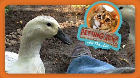 Video thumbnail: NewsDepth Petting Zoo: Backyard Duck Daycare