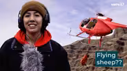 Helicoptering Bighorn Sheep for Restoration