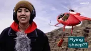 Helicoptering Bighorn Sheep for Restoration