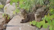 North American River Otters Return to Chicago