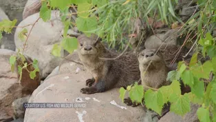 North American River Otters Return to Chicago