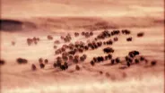 Immense Herds of Buffalo (Journals of Lewis and Clark)