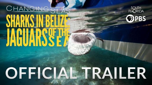Sharks in Belize| Changing Seas | Preview