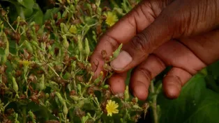 Seed Saving