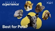How Oregon became so pet-friendly