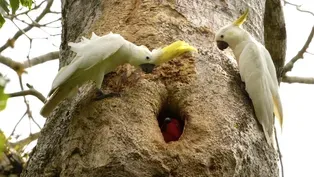 An Eclectus Parrot Defends Her Tree Hollow