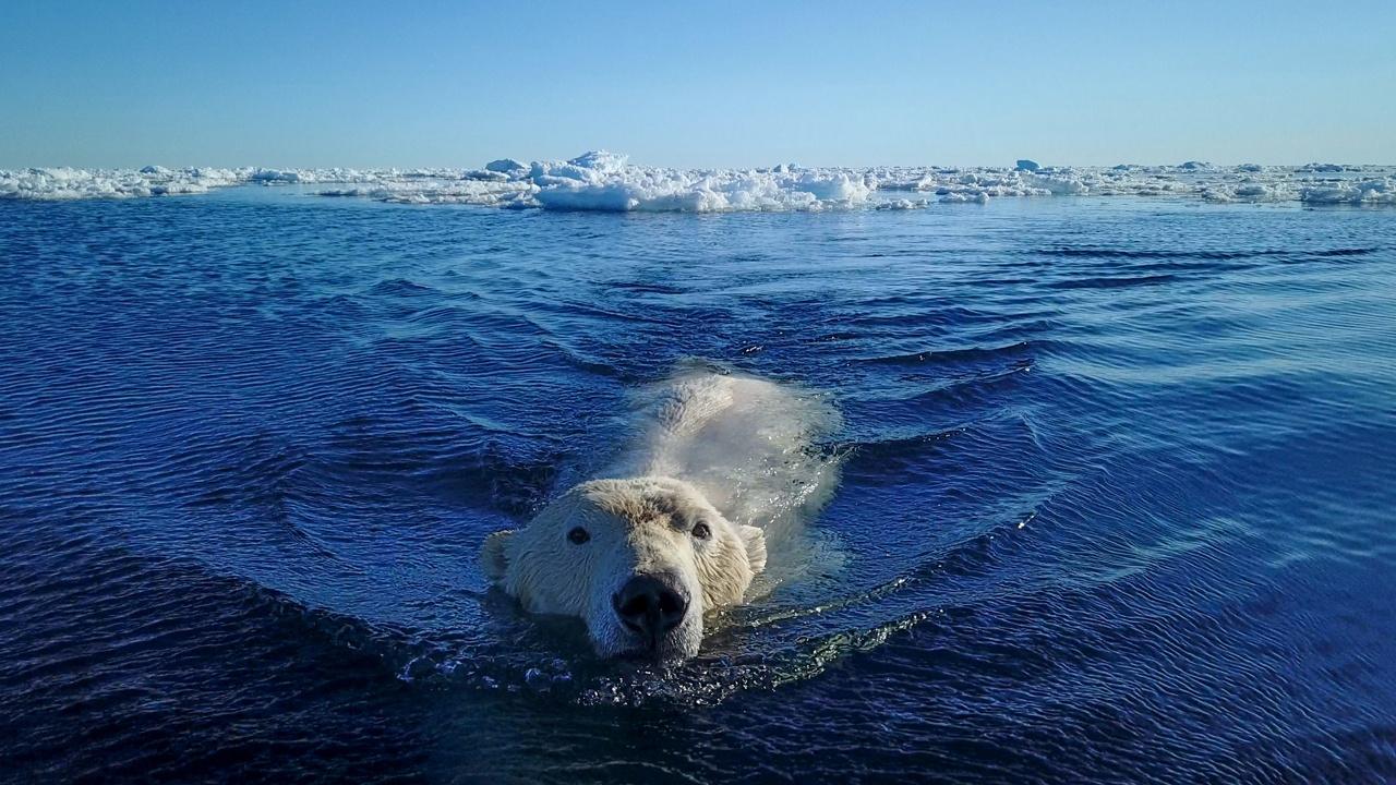 Nature | Polar Bear Sneak Attack