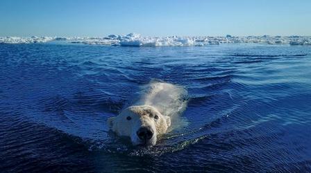 Polar Bear Sneak Attack