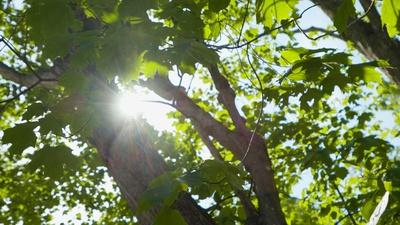Before America | Trail Marker Trees