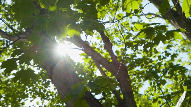 Before America | Trail Marker Trees