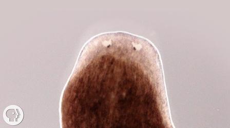 Video thumbnail: Deep Look Want a Whole New Body? Ask This Flatworm How