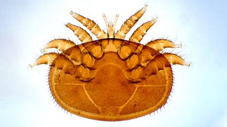 Video thumbnail: Deep Look Varroa Mites Are a Honeybee's 8-Legged Nightmare