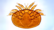 Varroa Mites Are a Honeybee's 8-Legged Nightmare